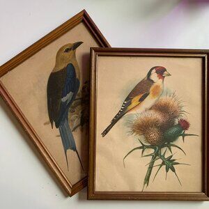 Vintage Framed Bird Book Plates